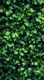 Dense ivy foliage fully covers vertical frame area