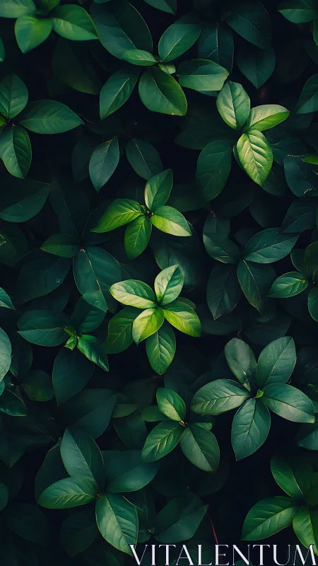 Radial leaf whorl pattern under low-key directional light.