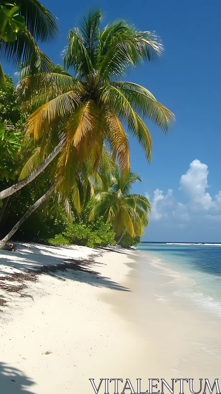 Coastal scene with palm tree and white sand beach shoreline