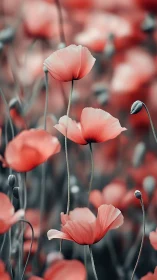 Delicate Red Poppies Blooming in Soft Focus Garden