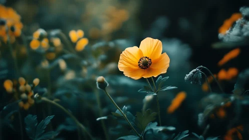 Golden anemone flower blooms brightly against deep teal foliage