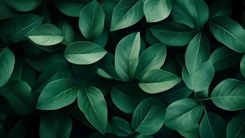 Overhead botanical foliage pattern with soft directional light