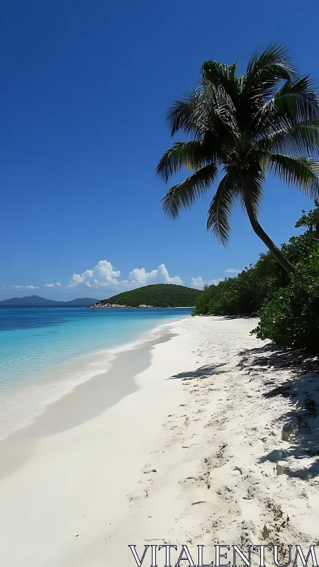 Tropical Beach with Palm Tree and Clear Turquoise Waters.