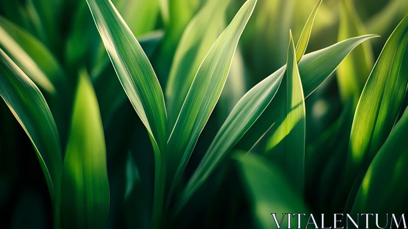 Sunlit leaf blades trade whispers in a soft green chorus