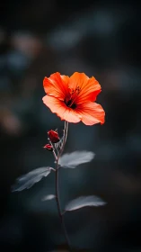 Vivid Coral Geranium with Unopened Buds Against Bokeh Background.