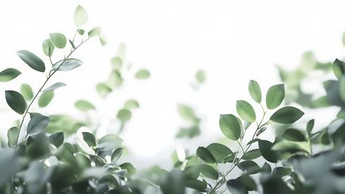 Delicate green leaves on branches in soft focus minimal style.
