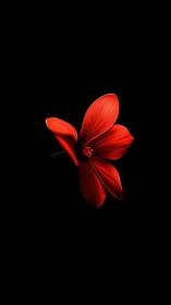 Crimson Bloom Emerges: Vivid Orchid Against Obsidian Void