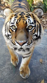 Close-range frontal portrait of alert tiger under natural light.