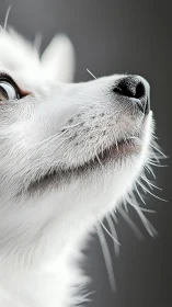 Curious white pup tilts its nose toward invisible wonders