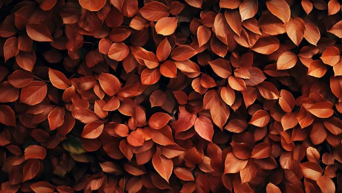 Macro autumn foliage pattern with dense overlapping leaves.