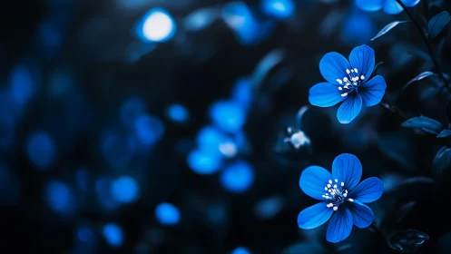 Blue flowers with bokeh background at night.