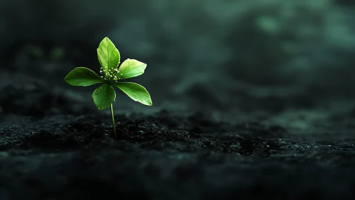 Tender green sprout rising softly from shadowed soil.