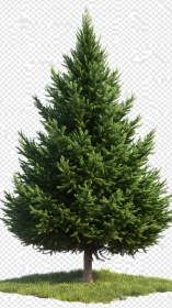 Evergreen tree standing bright on a soft summer lawn.