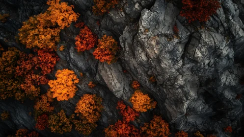 Scarlet treetops ignite against brooding mountain stone wall.
