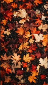 Multichromatic maple leaf stratification on forest substrate.