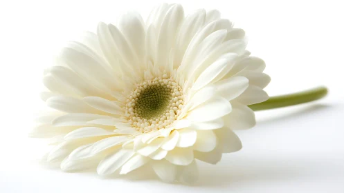 Cream Gerbera Daisy Close-Up.