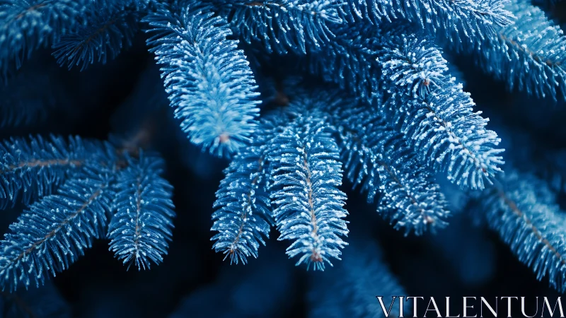 Frosted blue conifer needles rendered in shallow-focus macro study
