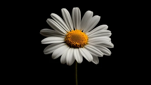 Luminous Daisy Blooms Against Midnight Canvas.