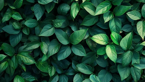 Dense green foliage background with overlapping leaves.