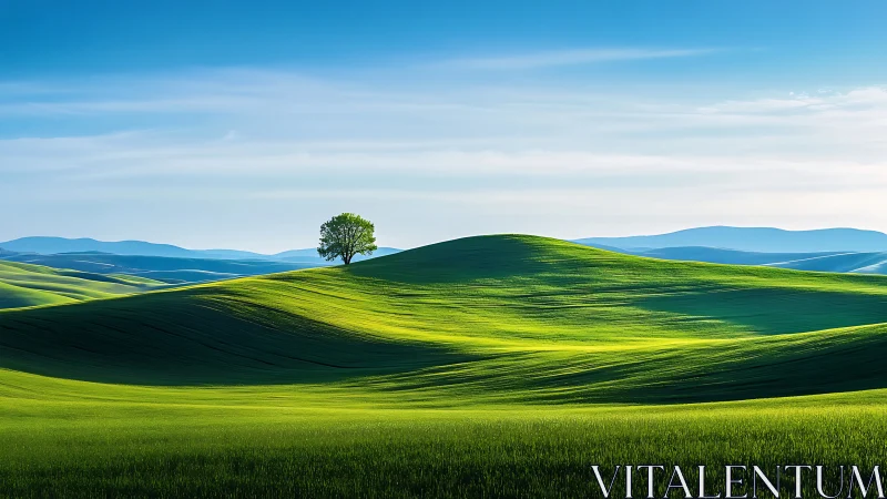 Lone tree stands on sunlit green rolling hill under blue sky