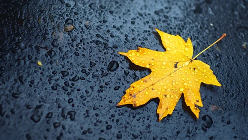 Golden maple leaf rests on rain-soaked dark pavement surface.