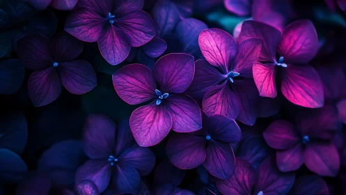 Luminous Purple Petals Dance in Stunning Floral Close-Up