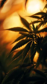 Cannabis plant leaves in warm backlit close-up view.