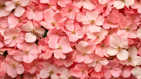 Layered Floral Composition: Pink Blooms in Textural Abundance.