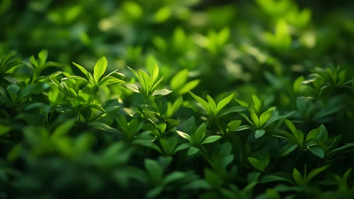 Shallow depth-of-field study of young green foliage in soft light