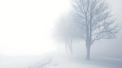 Minimalist winter trees in high-key atmospheric perspective.