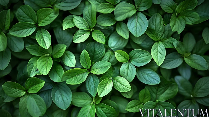 Emerald leaf chorus in lush overlapping garden harmony.
