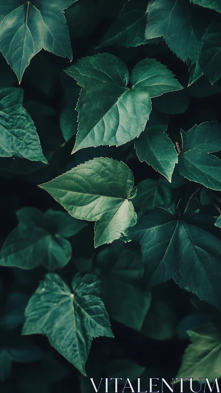 Deep green heart shaped leaves in soft forest shade.