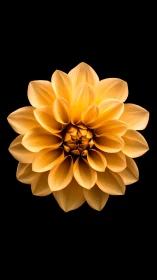 Golden Dahlia Blooms in Luminous Splendor Against Midnight.