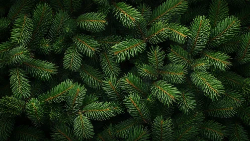 Evergreen pine branches create a calm, forest-inspired scene