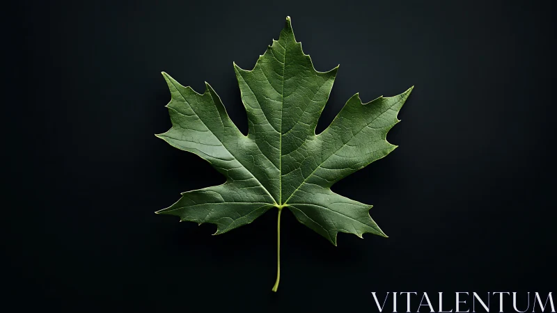 Green maple leaf rests on dark minimalist background.