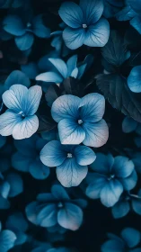 Blue petaled flowers with visible vein structures in close perspective
