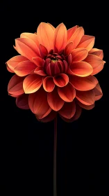 Vibrant Red Dahlia Flower with Layered Petals Against Black Background
