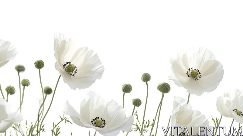 White Poppies Against Light: Delicate Floral Study.