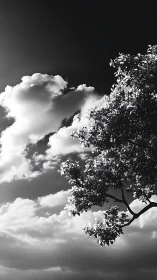 High-contrast grayscale sky study with silhouetted tree canopy
