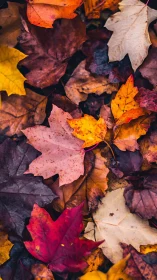 Cozy carpet of colorful autumn leaves in warm, earthy tones.