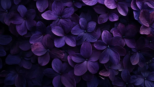 Clustered Deep Purple Flowers Against Dark Background.