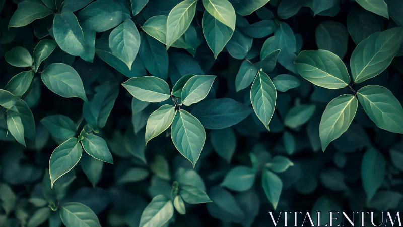 Dense arrangement of green leaves with subdued lighting.
