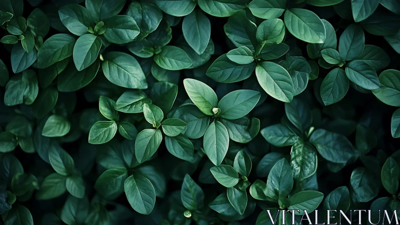 Calm green leaves gathered in a cozy, refreshing garden view.