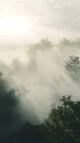 Sunbeams slice through mist over a tranquil forest valley.