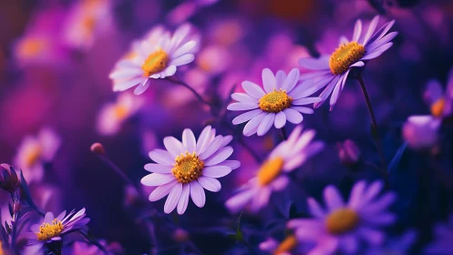 Purple Daisies Dancing in Dreamy Garden Light.