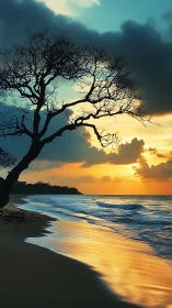 Coastal silhouette tree against luminous golden sunset sky.