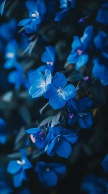 Blue Floral Bokeh: Delicate Petals Against Soft-Focus Dark.