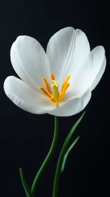 Pure White Tulip Blooms with Golden Stamens