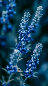 Frosted Lavender Blooms Against Teal Depths.