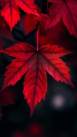 Red maple leaf macro on dark out of focus background.